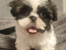 Süße Shihtzu Rüden