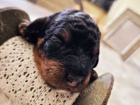 Bernerdoodle-Welpen, ähnl. Labradoodle, Goldendoodle