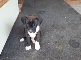 Boxer-Labrador mix.