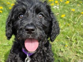 Labradoodle Welpen F1b Verpaarung