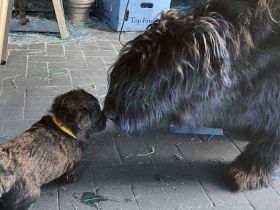 Schafpudel/ Herdenschutzhund abzugeben
