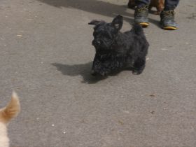 Bolonka-Pudel (Doodle, Bollipoo) Welpen. Chiwalonka.