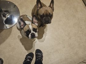 Rambo sucht Hunde erfahrene Menschen