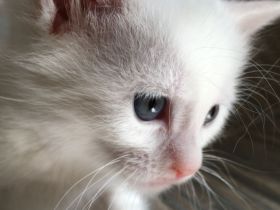 1 Bombay BKH Kitten - Farbe: 1 x weiß gold - Mini-Panther Mädchen Katze