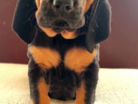 BLOODHOUND Welpen, Bluthund, Mantrailer