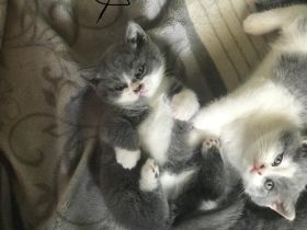 Wunderschöne BKH KITTEN KATER