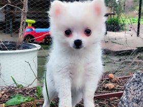 3 Süße kleinspitz... Sie sehen aus wie Wattebäusche