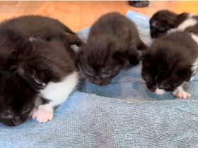 6 Kätzchen abzugeben