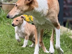 Kurzhaarcollie-wir haben Welpen