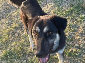 Amy - aufgeweckte Junghündin sucht sportliche Familie