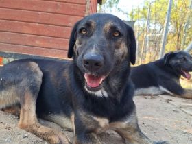 Pepita - eine wunderschöne Traumhündin!