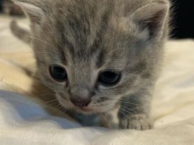 Reinrassige BKH Kitten