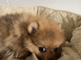 Pomeranian Zwergspitz