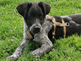 Möchtet ihr den süßen Vindur kennen lernen? Dann meldet euch gerne!