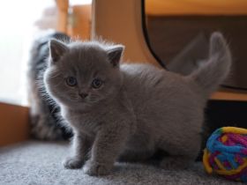 BKH Kitten mit Stammbaum