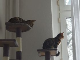 2 Bengal Mischlings Katzen weiblich