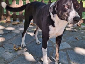 TASHA, weiblich, derzeit in Griechenland