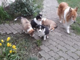 Colliewelpen - altschottisch (Urtyp) in liebewolle Hände abzugebe