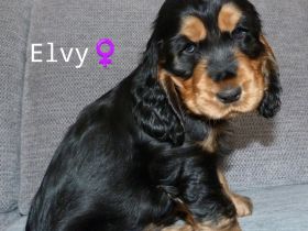Englisch Cocker Spaniel Welpen