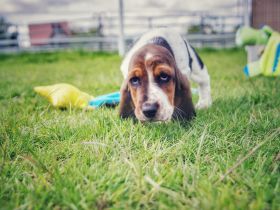 Basset Hound Welpen