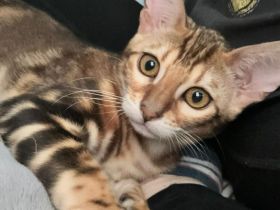 Reinrassige Bengalkitten zu verkaufen!