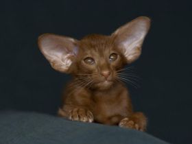 Orientalisch Kurzhaar Kitten mit Stammbaum