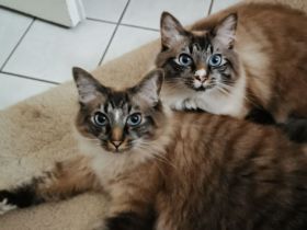 Geschwisterpaar sucht neues Zuhause (Sibirische Katze-Siam-Mix)