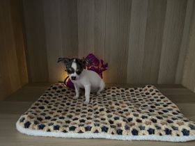 Chihuahua Welpen