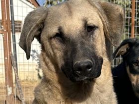 Bangladesh und Indonesia, geb. ca. 01/2024, lebt in GRIECHENLAND, auf einer privaten Pflegestelle