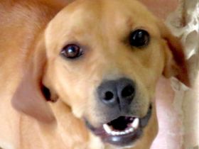 Fletcher, (Farley, Fawn, Flora 4 und Farell); Hound-Mischlinge (Teil 2)