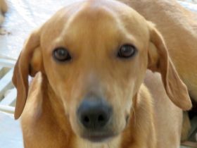 Fitz, Farley, Fletcher, Forrest 3, Fawn, Flora 4 und Farell; Hound-Mischlinge (Teil 2)