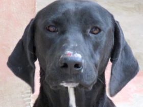 Zola 2, weiblicher Labrador-Mix