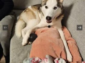 Sibirischer Husky such nette Familie