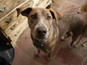 wunderschöne Hündin Gnocchi