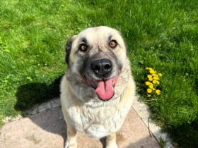 Lancelot sucht hundeerfahrene Menschen