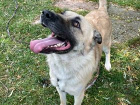 Lancelot sucht hundeerfahrene Menschen