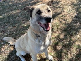 Lancelot sucht hundeerfahrene Menschen