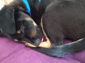 Unser Hund sucht ein liebevolles Zuhause