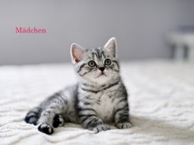 Reinrassige BKH Kitten, Whiskas Black Silver Tabby