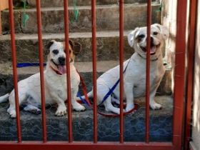 Lizzy und Bobby wünschen sich ein neues Zuhause
