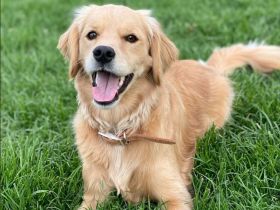 Suche Golden Retriever/Cocker Spaniel Mischling (Golden Cocker Retriever)