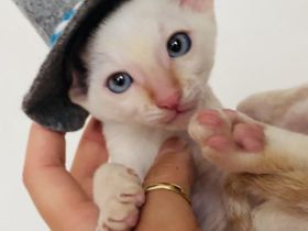 Cornish Rex Kitten