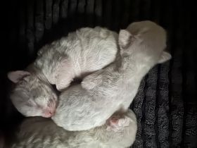 Cornish Rex Kitten
