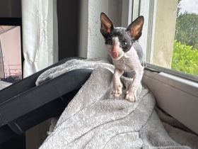 Cornish Rex Kitten