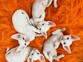 Cornish Rex Kitten
