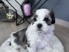 Shih Tzu Welpen
