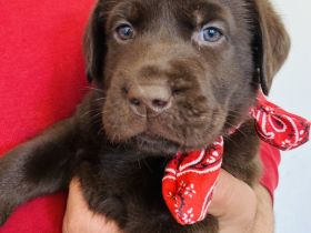 Reinrassige Labrador