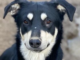 Indiana, geb. ca. 01/2024, lebt in GRIECHENLAND, auf einer privaten Pflegestelle