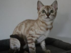Letzte 3 Bengal Kitten in snow und silber, Bringservice nach Hambur