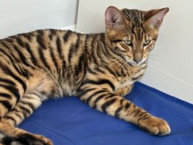 Toyger Kätzchen